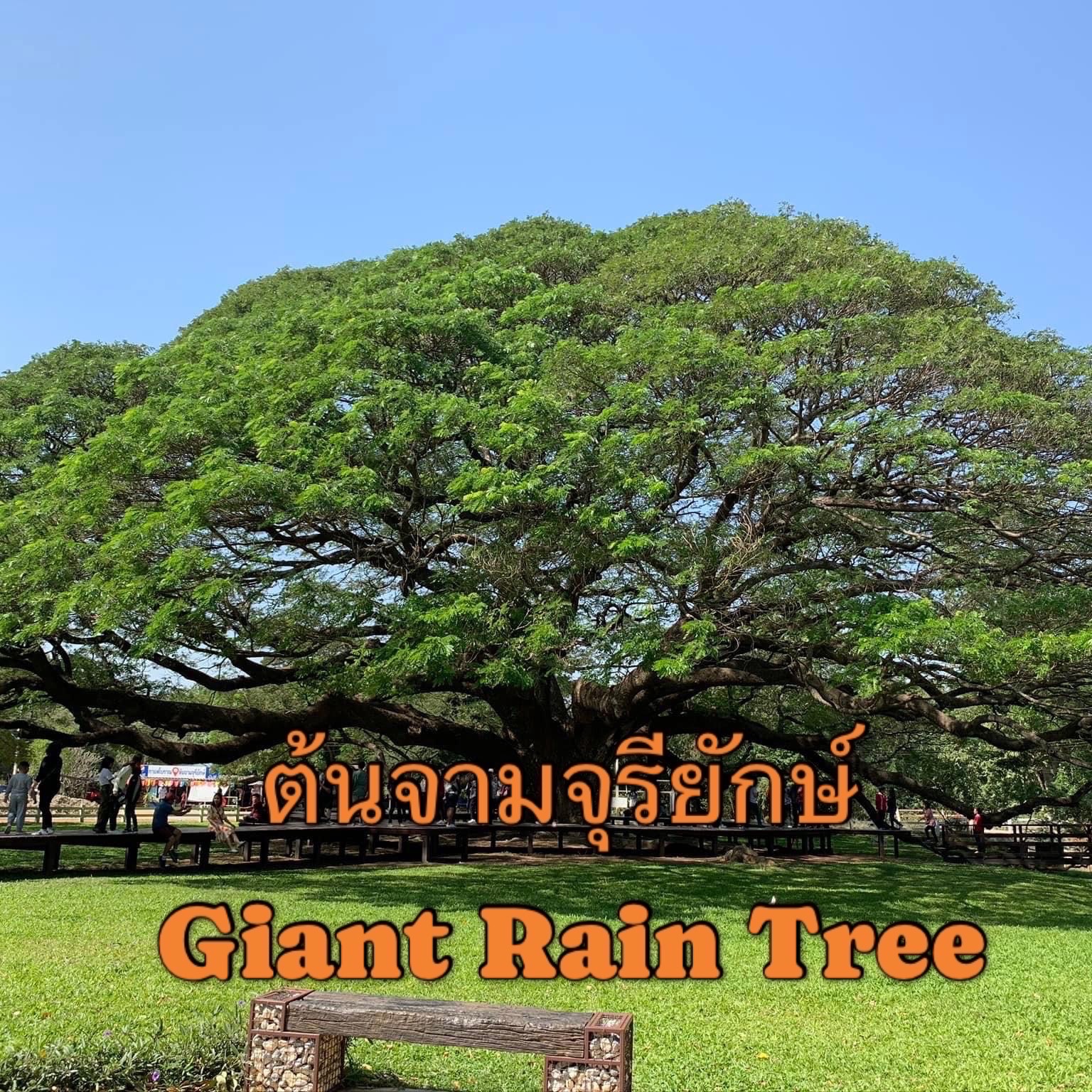 ต้นจามจุรียักษ์ 🌳 Giant Raintree จ.กาญจนบุรี